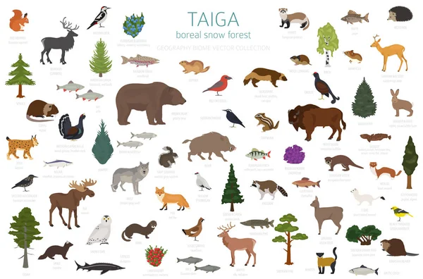 Taiga biome, boreal snow forest. Terrestrial ecosystem world map. Animals, birds, fish and plants infographic design. Vector illustration — Stock Illustration Taiga Biome Boreal Snow Forest Terrestrial Ecosystem World Map Animals Vector Graphics