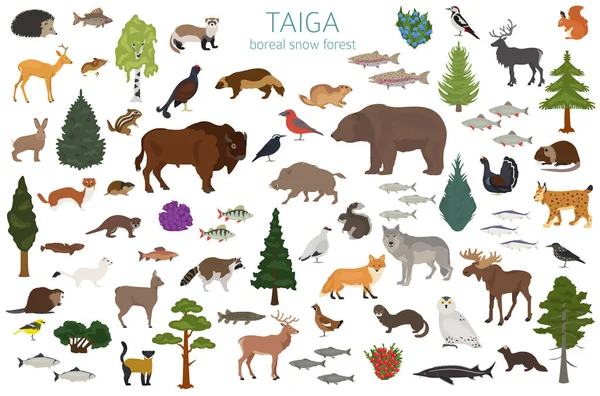 Taiga biome, boreal snow forest. Terrestrial ecosystem world map. Animals, birds, fish and plants infographic design. Vector illustration — Stock Illustration Taiga Biome Boreal Snow Forest Terrestrial Ecosystem World Map Animals Stock Vector
