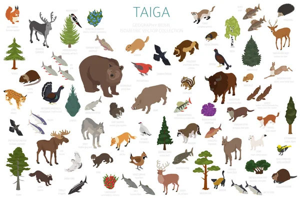 Taiga biome, boreal snow forest 3d isometry design. Terrestrial ecosystem world map. Animals, birds, fish and plants infographic elements. Vector illustration — Stock Illustration Taiga Biome Boreal Snow Forest Isometry Design Terrestrial Ecosystem World Royalty Free Stock Vectors