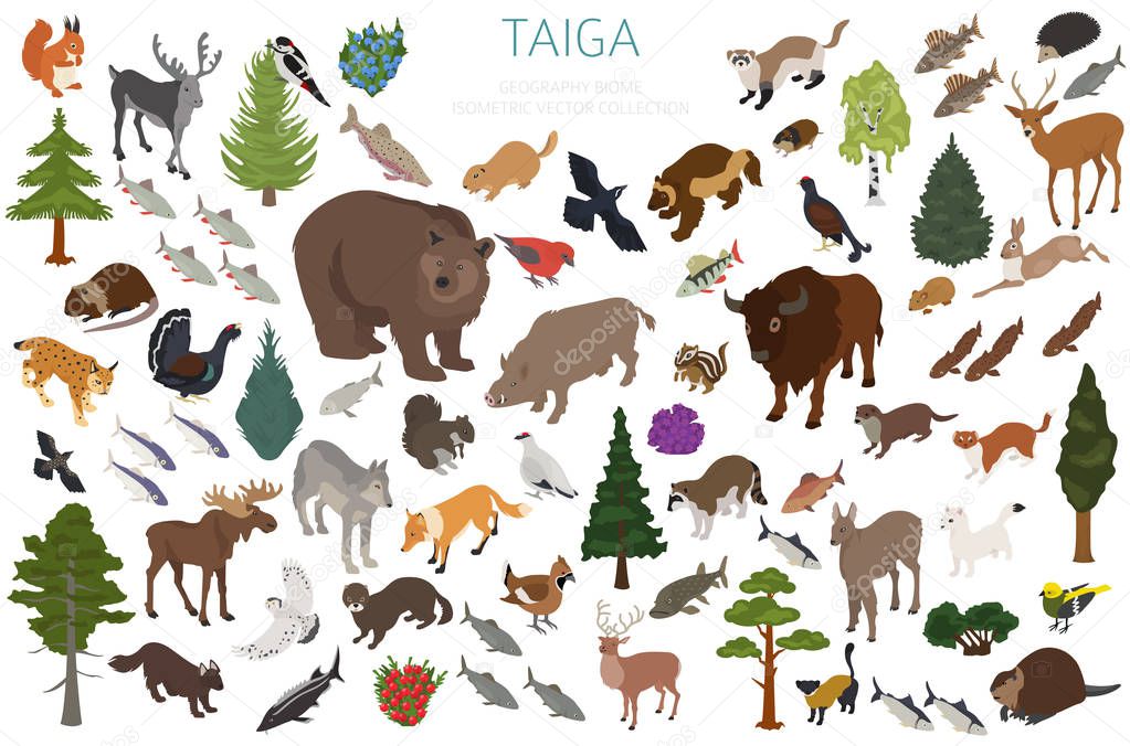 Taiga biome, boreal snow forest 3d isometry design. Terrestrial ecosystem world map. Animals, birds, fish and plants infographic elements. Vector illustration