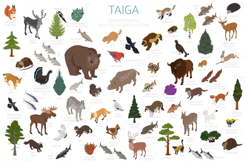 Taiga biome, boreal snow forest 3d isometry design. Terrestrial ecosystem world map. Animals, birds, fish and plants infographic elements. Vector illustration