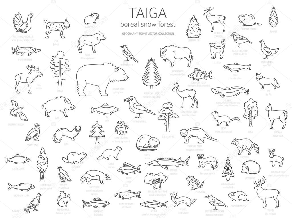 Taiga biome, boreal snow forest thin simple line design. Terrestrial ecosystem world map. Animals, birds, fish and plants infographic elements. Vector illustration