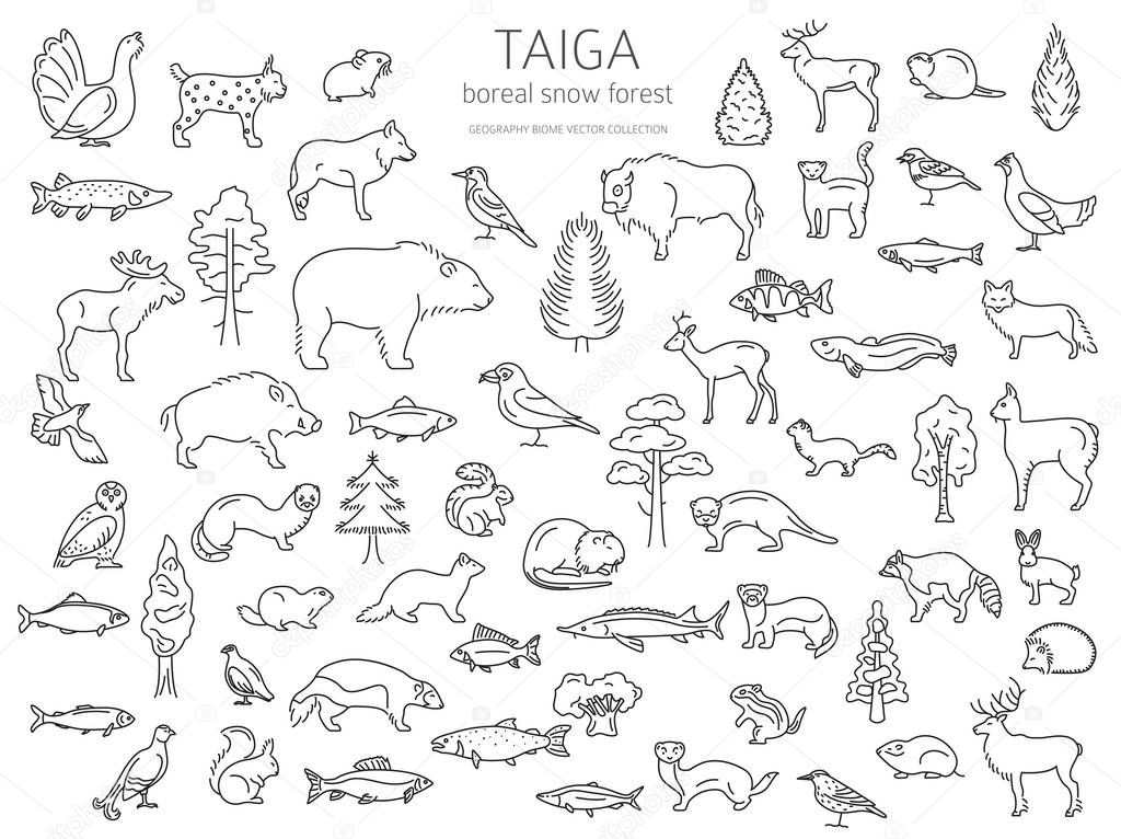 Taiga biome, boreal snow forest thin simple line design. Terrestrial ecosystem world map. Animals, birds, fish and plants infographic elements. Vector illustration