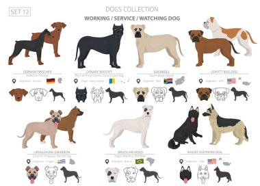 Çalışma, hizmet ve üzerinde beyaz izole köpek toplama izlerken.