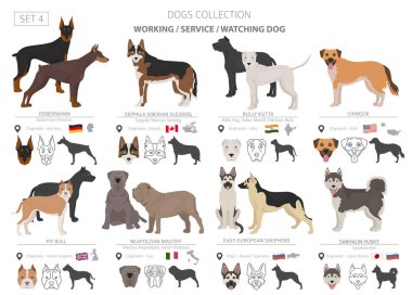 Çalışma, hizmet ve üzerinde beyaz izole köpek toplama izlerken.