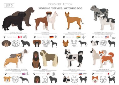 Çalışma, hizmet ve üzerinde beyaz izole köpek toplama izlerken.