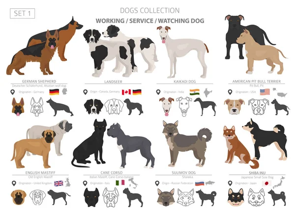 Working, service and watching dogs collection isolated on white. — Stock Vector