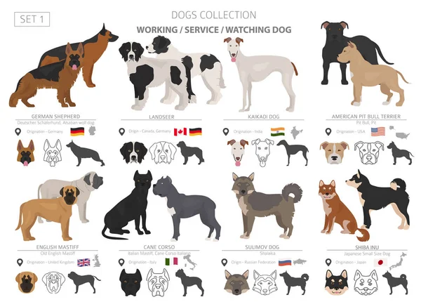 Travail, service et regarder la collection de chiens isolés sur blanc . — Image vectorielle