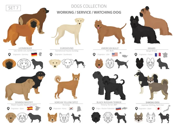 Werken, service en het kijken naar honden collectie geïsoleerd op wit. — Stockvector