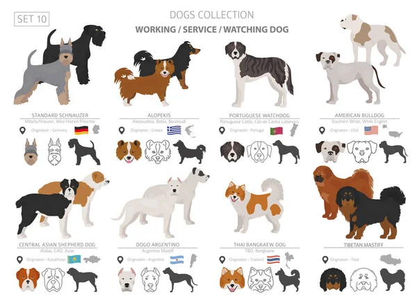 Praca, usługi i oglądanie kolekcji psy na białym tle. — Wektor stockowy