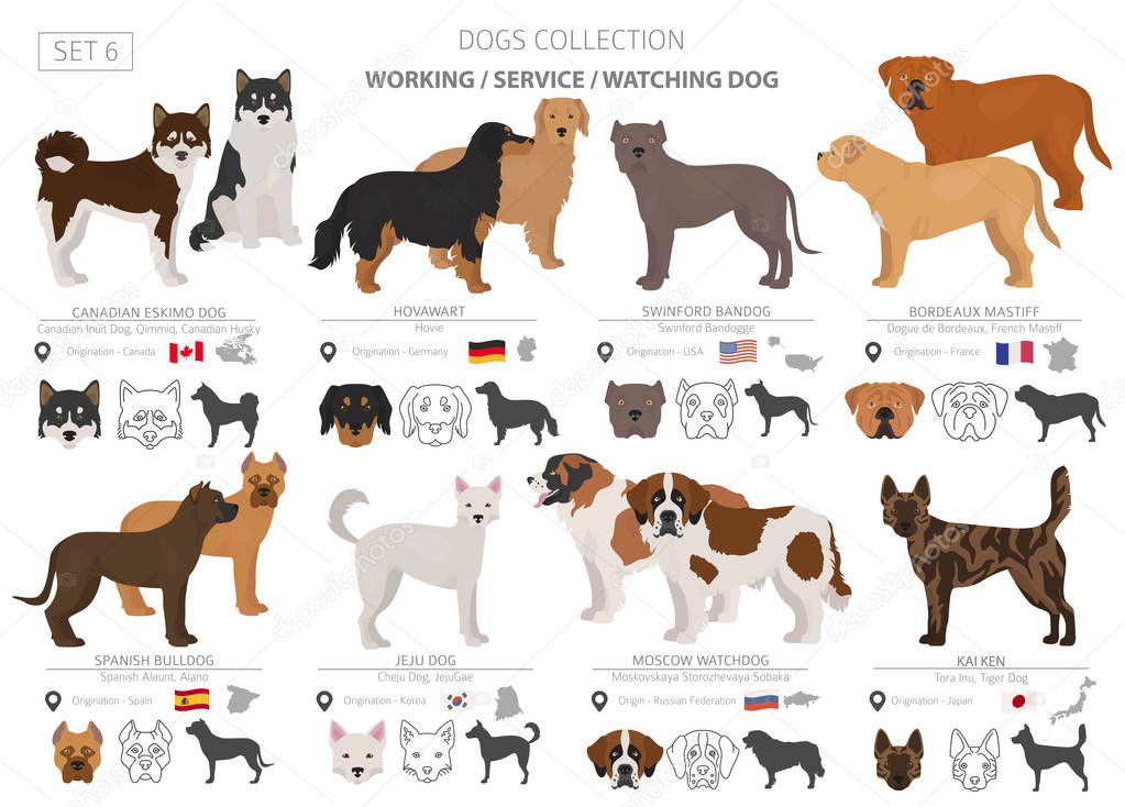 Working, service and watching dogs collection isolated on white.