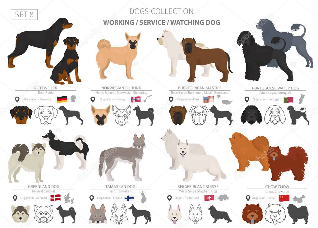 Working, service and watching dogs collection isolated on white.