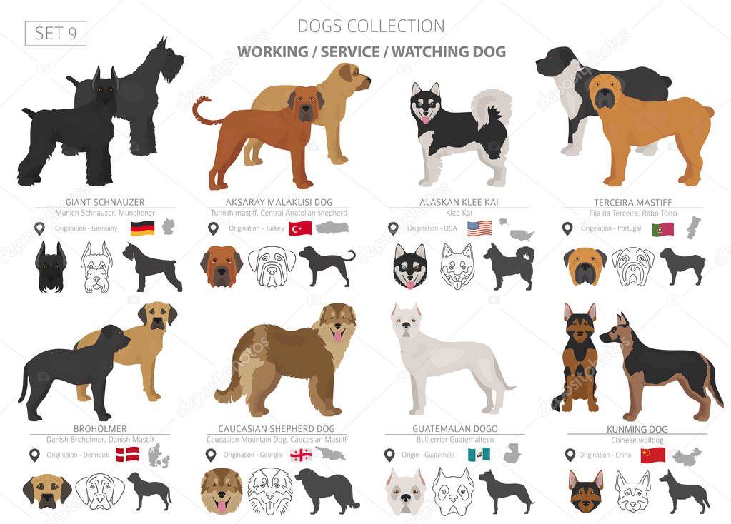 Working, service and watching dogs collection isolated on white.