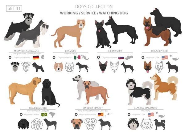 Arbetar, service och titta på hundar samling isolerade på vit. — Stock vektor