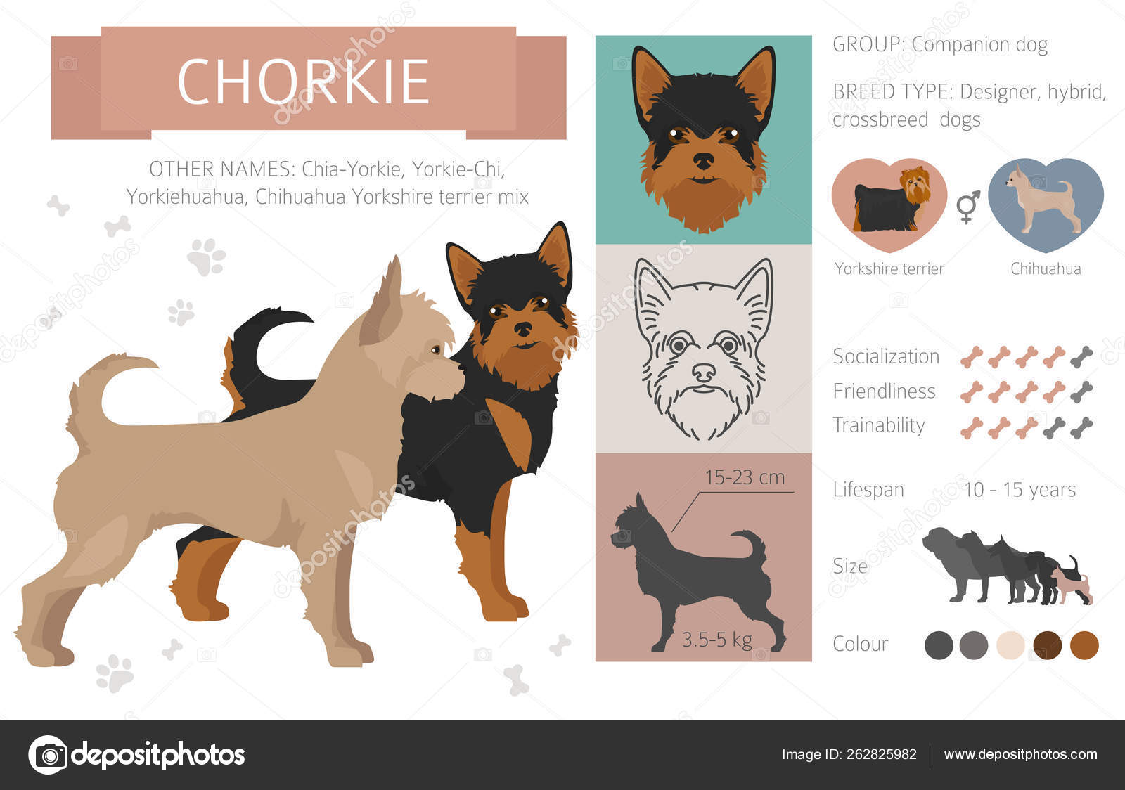 Designer, crossbreed, hybrid mix dogs collection isolated on whi