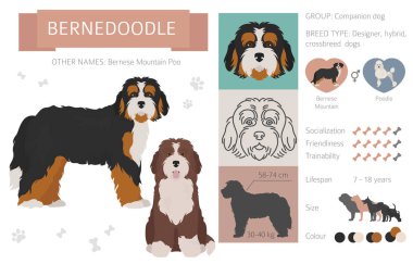 Tasarımcı, crossbreed, hibrid mix köpek koleksiyonu whi izole