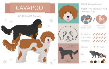 Tasarımcı, crossbreed, hibrid mix köpek koleksiyonu whi izole