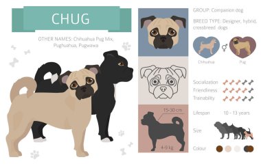 Tasarımcı, crossbreed, hibrid mix köpek koleksiyonu whi izole