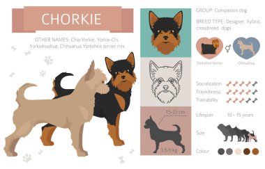 Tasarımcı, crossbreed, hibrid mix köpek koleksiyonu whi izole