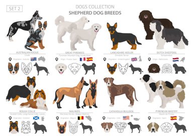 Çoban ve çoban köpekleri koleksiyonu beyaz izole. Düz sty