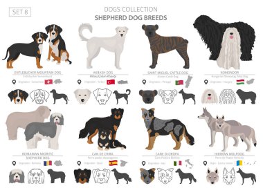 Çoban ve çoban köpekleri koleksiyonu beyaz izole. Düz sty