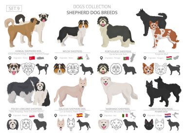 Çoban ve çoban köpekleri koleksiyonu beyaz izole. Düz sty