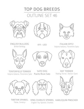 Top dog breeds. Hunting, shepherd and companion dogs set. Pet ou clipart