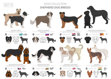 Çoban ve çoban köpekleri koleksiyonu beyaz izole. Düz sty