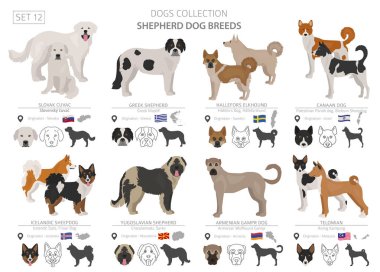 Çoban ve çoban köpekleri koleksiyonu beyaz izole. Düz sty
