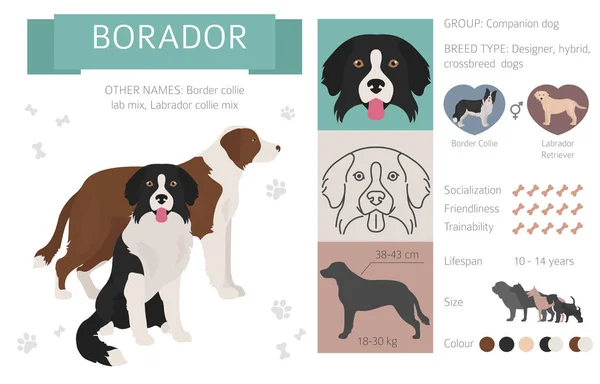 Designer, crossbreed, ibrido mix dog collezione isolato su whi — Vettoriale Stock