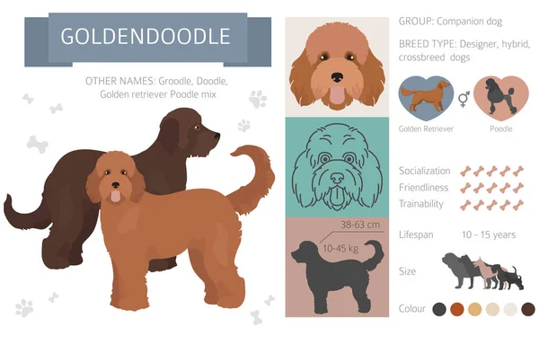 Diseñador, mestizo, mezcla híbrida colección perros aislados en whi — Archivo Imágenes Vectoriales