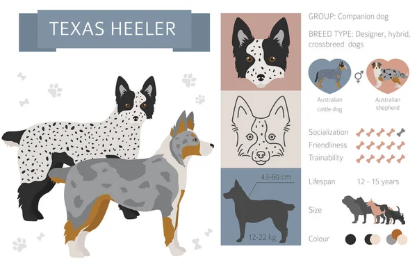 デザイナー、交雑種、ハイブリッドミックス犬コレクションはwhiで隔離 — ストックベクタ