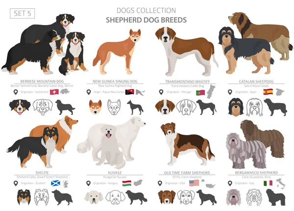 Shepherdová sbírka psů izolovaná na bílém. Plochý styk — Stockový vektor