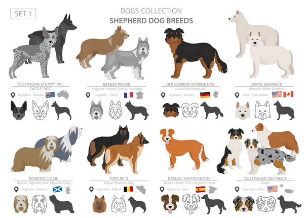 Shepherd and herding dogs collection isolated on white. Flat sty — Stock Vector