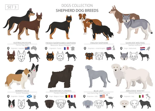 Recogida de perros pastores y pastores aislados en blanco. Tetona plana — Vector de stock