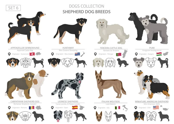 Recogida de perros pastores y pastores aislados en blanco. Tetona plana — Vector de stock