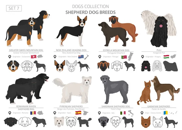 Recogida de perros pastores y pastores aislados en blanco. Tetona plana — Vector de stock