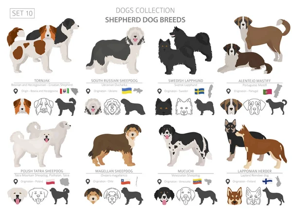 Recogida de perros pastores y pastores aislados en blanco. Tetona plana — Vector de stock