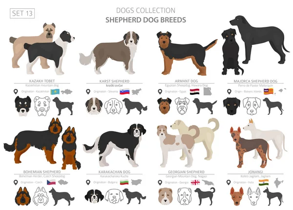 Shepherdová sbírka psů izolovaná na bílém. Plochý styk — Stockový vektor