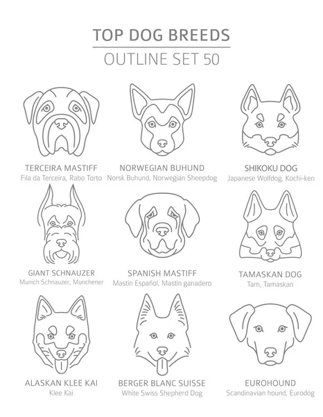 Mejores razas de perros. Juego de perros de caza, pastores y acompañantes. Mascotas — Vector de stock