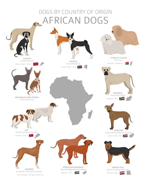 Dogs by country of origin. African dog breeds. Shepherds, huntin — Stock Vector