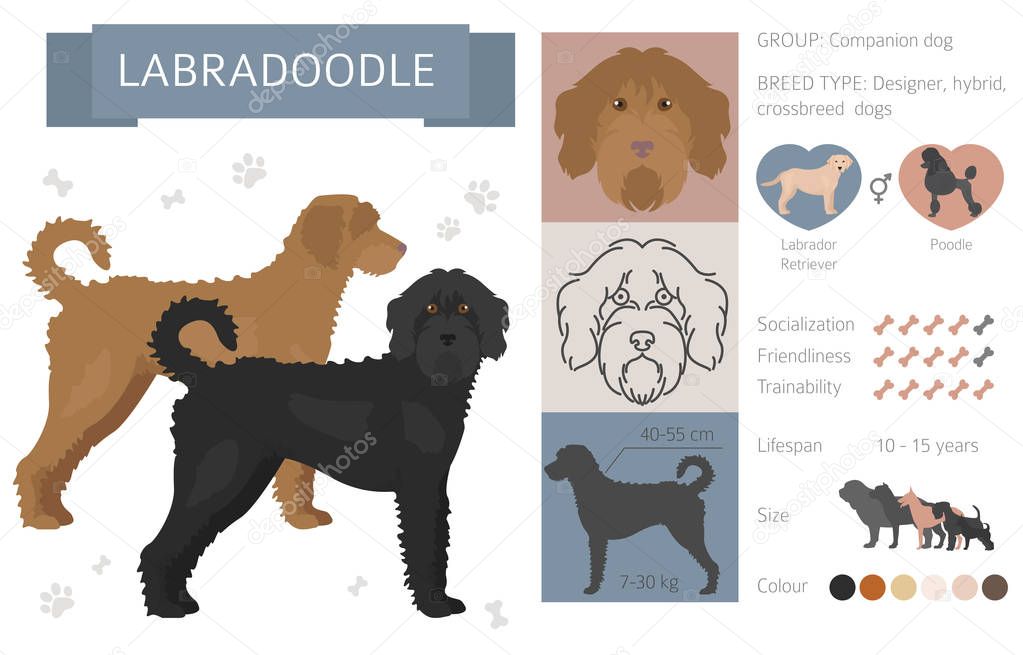 Designer, crossbreed, hybrid mix dogs collection isolated on whi