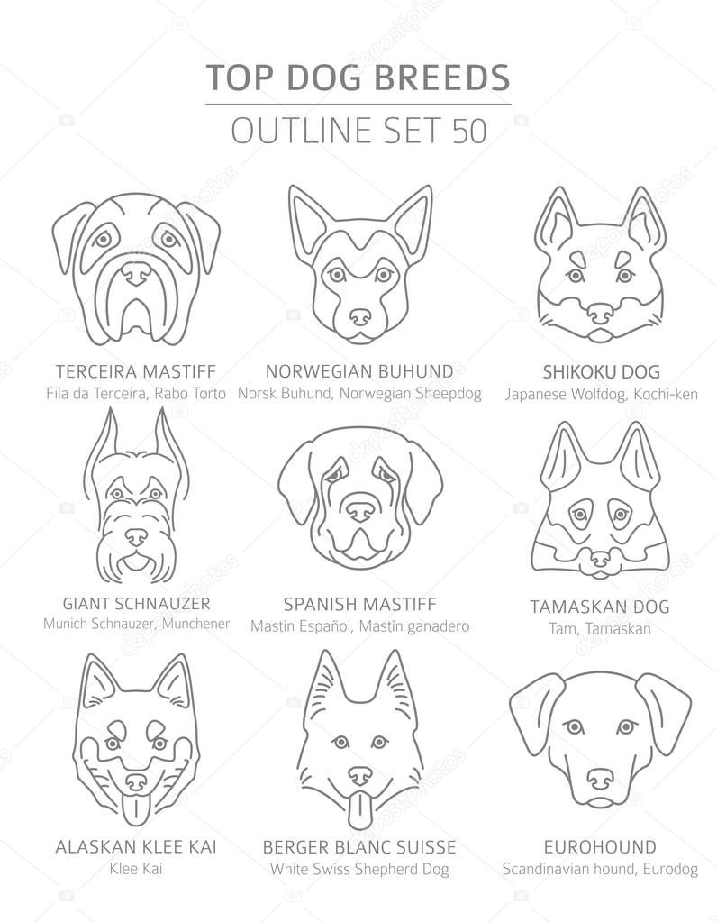 Top dog breeds. Hunting, shepherd and companion dogs set. Pet ou
