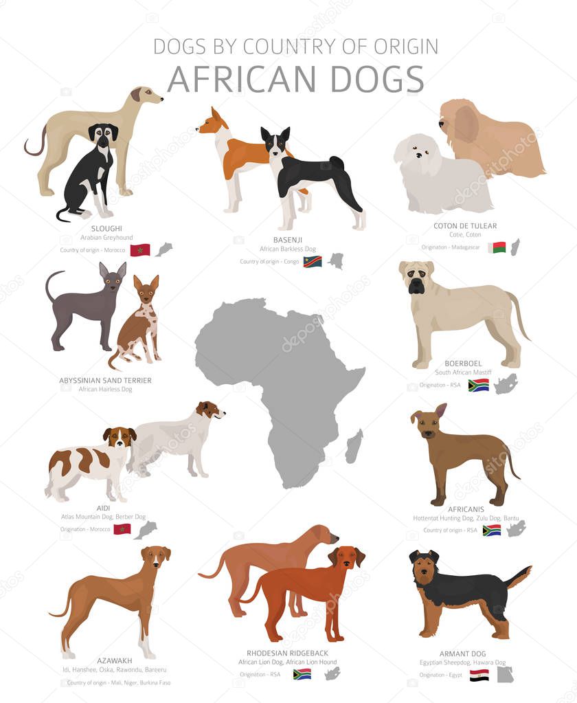 Dogs by country of origin. African dog breeds. Shepherds, huntin