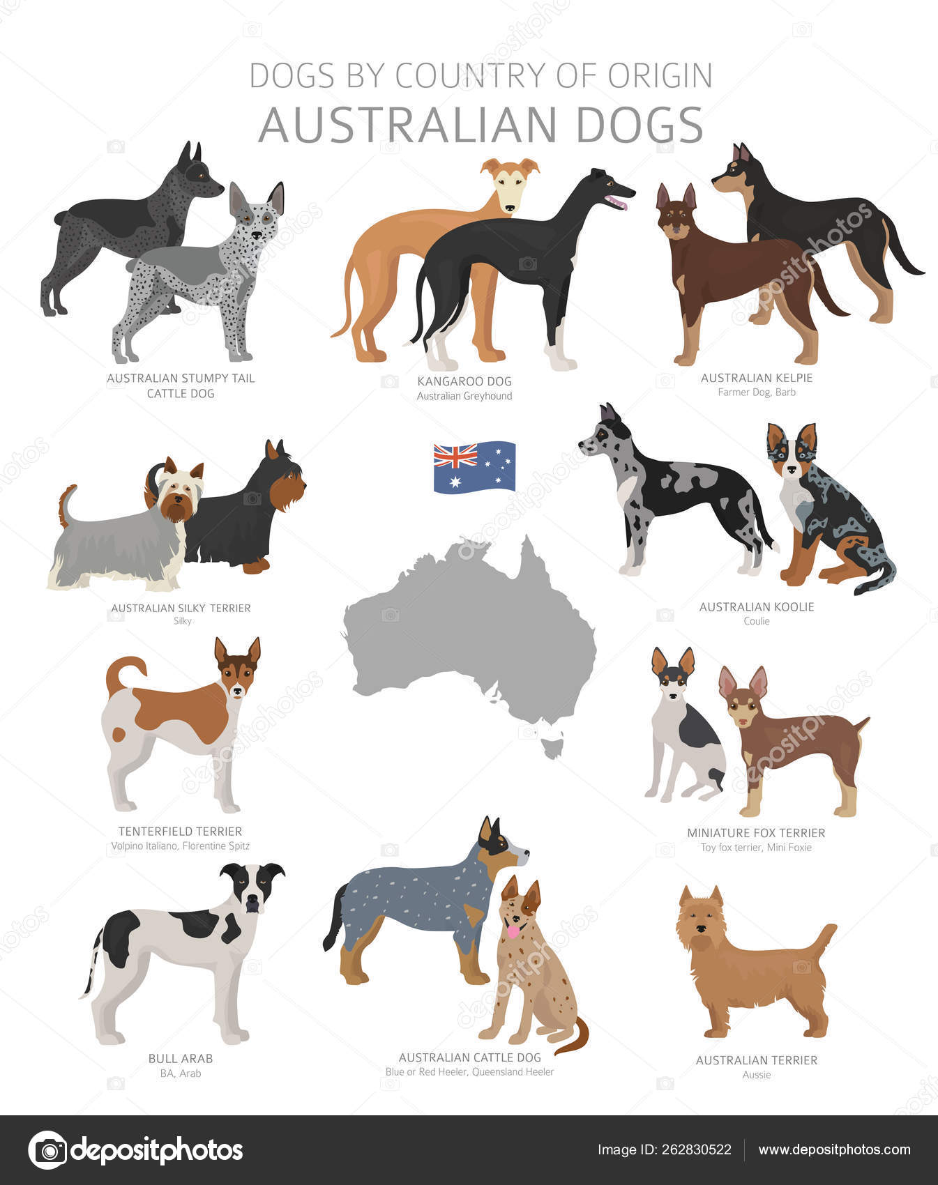 Dogs by country of origin. Australian dog breeds. Shepherds, hun Stock Vector Image ©A7880S #262830522