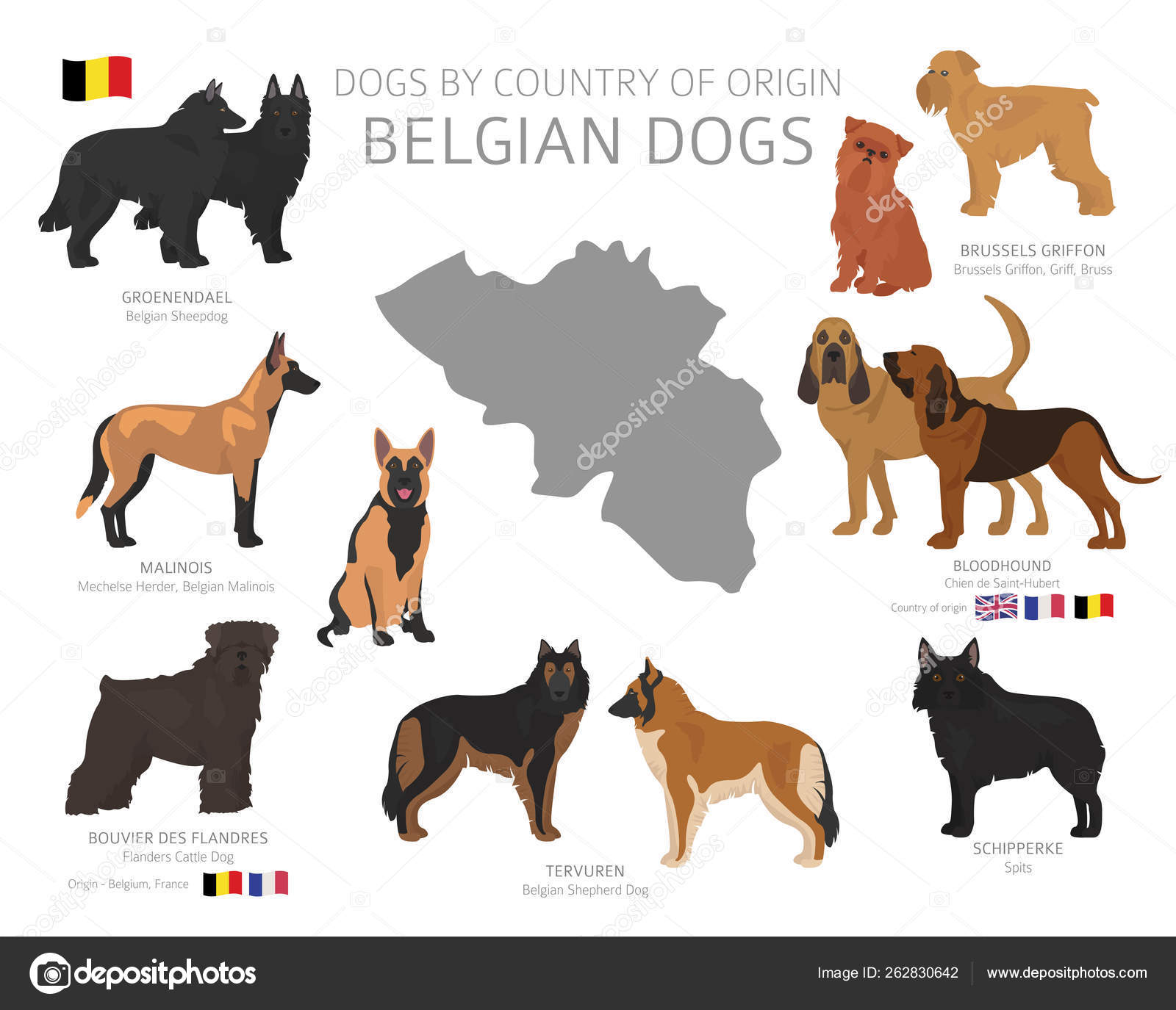 French shepherd dog best sale breeds