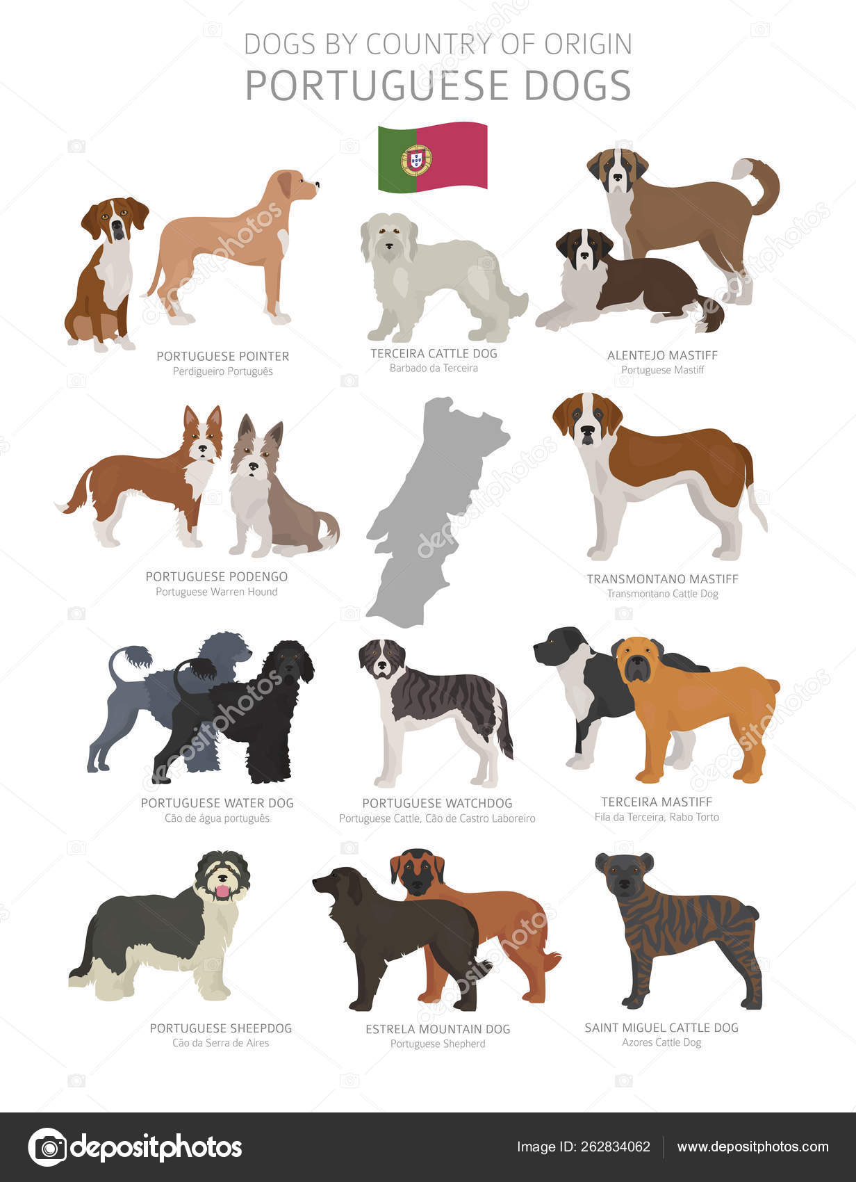 Guia completo do pastor inglês: 6 fatos obrigatórios - raças de cães  perfeitos - Raças