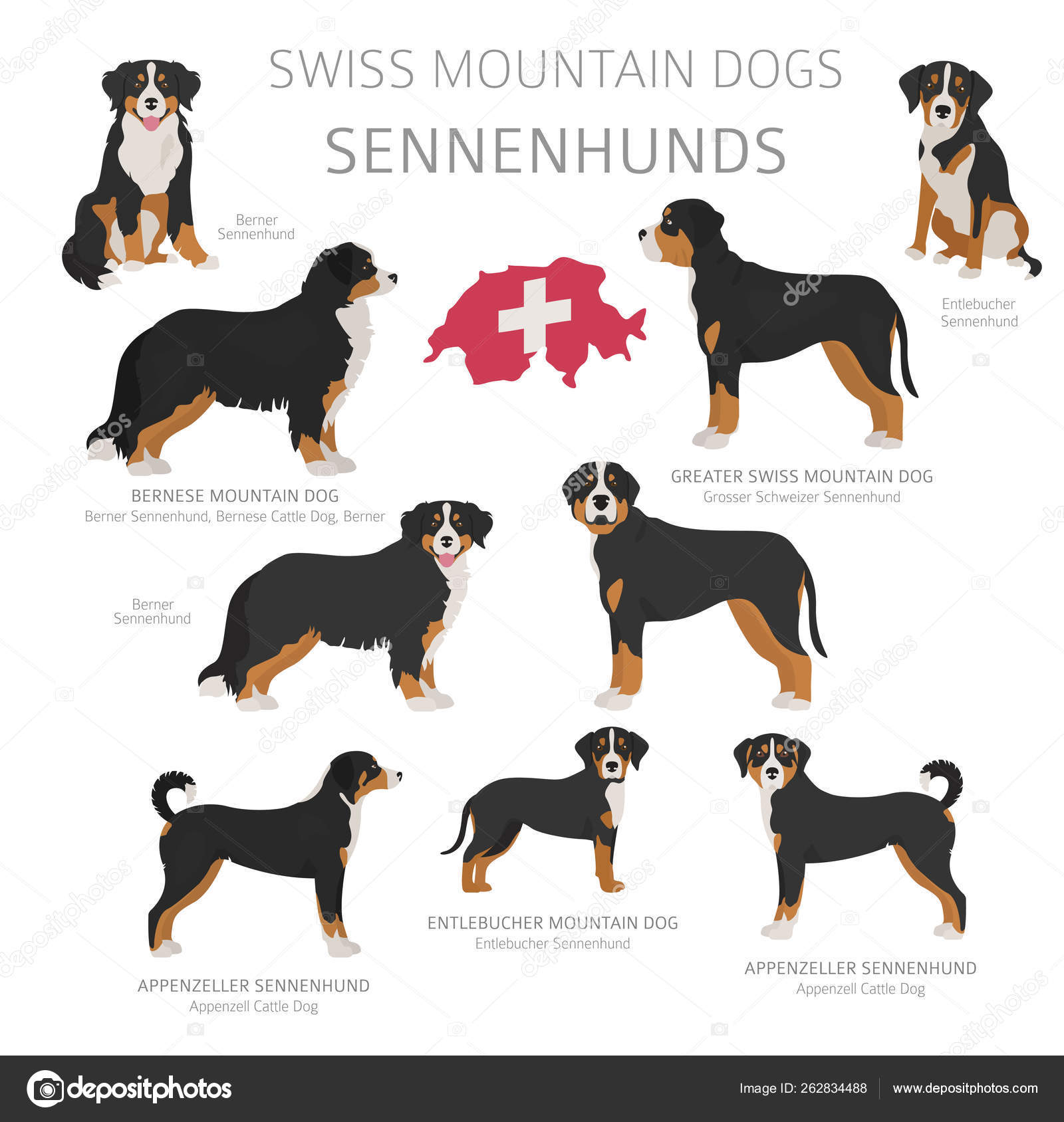 Dogs by country of Swiss dog Shepherds, hunting