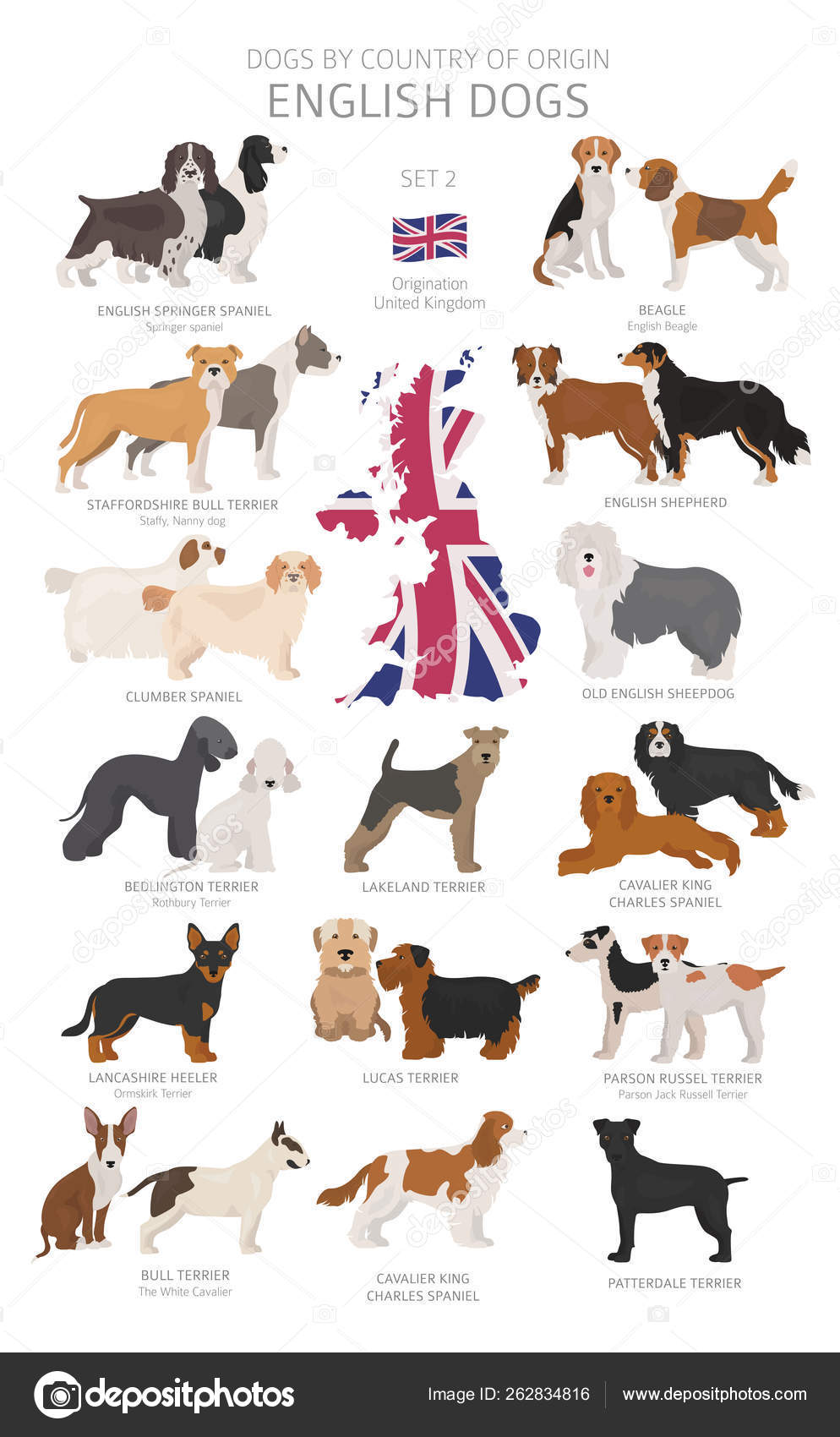 As origens do Antigo Cão de Pastor Inglês – dogs-ptmagazine