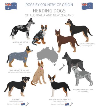 Dogs by country of origin. Australian dog breeds. Shepherds, hun clipart